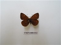 藏品(蛇目蝶科)的圖片